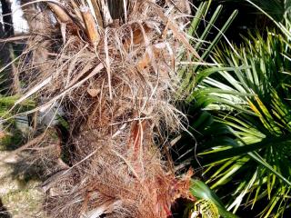 Comment sauver un palmier infecté par le charançon rouge ou le papillon palmivore ?