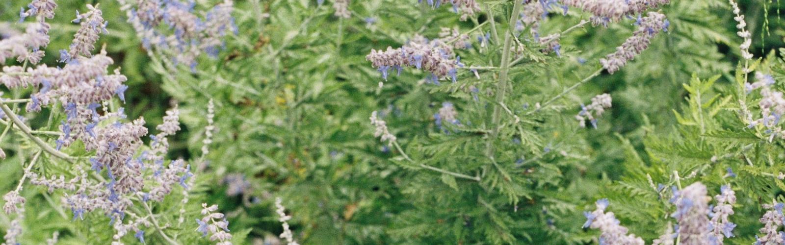 Pérovskia atriplicifolia : Cultivez la Sauge de Russie