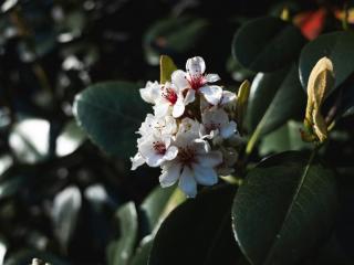 Rhaphiolepis delacouri : Guide complet pour cultiver et sublimer cet arbuste charmant