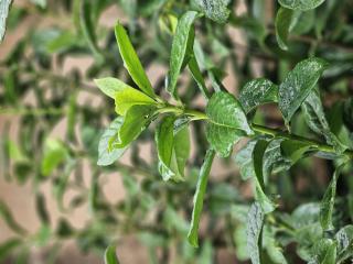 Prunus Laurocerasus Rotundifolia : Un Laurier-Cerise Élégant pour Votre Jardin