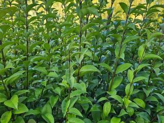 Ligustrum Japonicum : L'Élégance Verte du Jardin