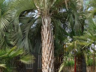 Palmier Butia : le palmier sud américain