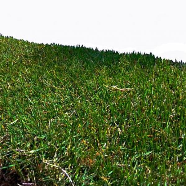 Le Bermuda Grass