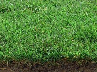 Gazon Zoysia tenuifolia en plaques : le Gazon des Mascareignes