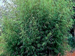 Bambous non traçants - Fargesia robusta 'Campbell'