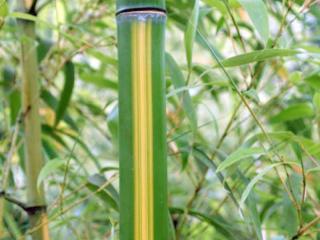 Bambous à Aix en Provence
