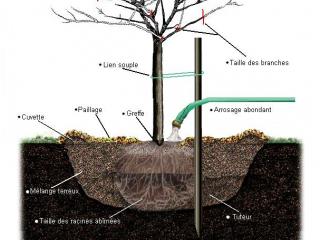 Plantation en racines nues