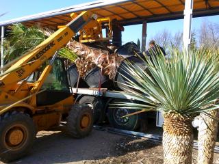 Vente de palmier à Marseille - Bouches du Rhône 13