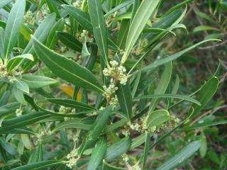 Phillyrea angustifolia : Élégance Méditerranéenne dans Votre Jardin
