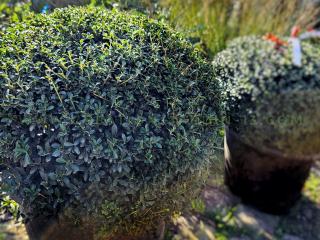 Ilex crenata : Le houx crénelé, une touche élégante et persistante pour votre jardin