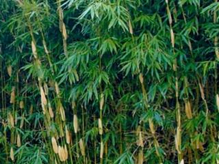 Bambous non traçants - Fargesia robusta 'Pingwhu'