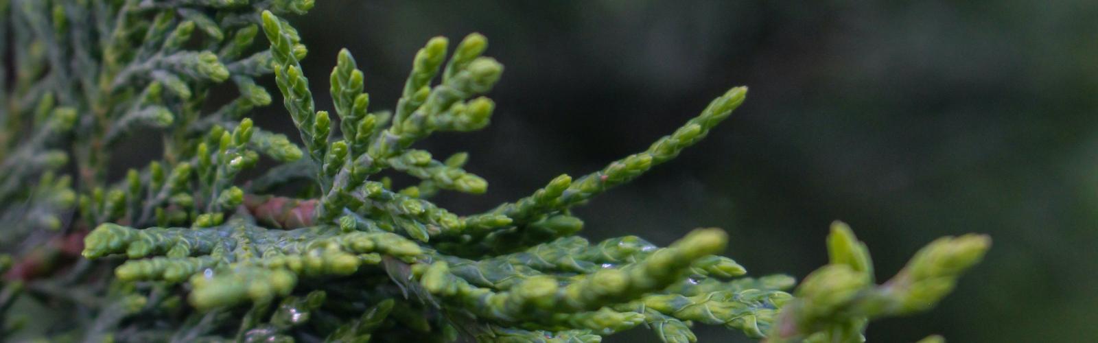 Cupressocyparis x leylandii : L'Élégance Verte des Cyprès de Leyland