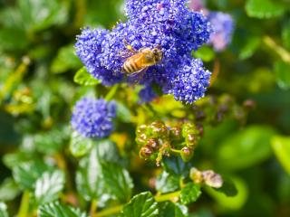 Ceanothus thyrsiflorus : Le lilas de Californie qui transformera votre jardin