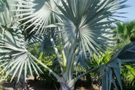 Le palmier Brahea armata ou palmier bleu du Mexique