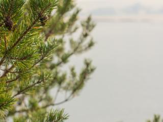 Pinus Pinea : L'Élégance Méditerranéenne