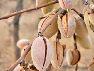 Prunus Amygdalus : Guide Complet pour la Culture des Amandiers