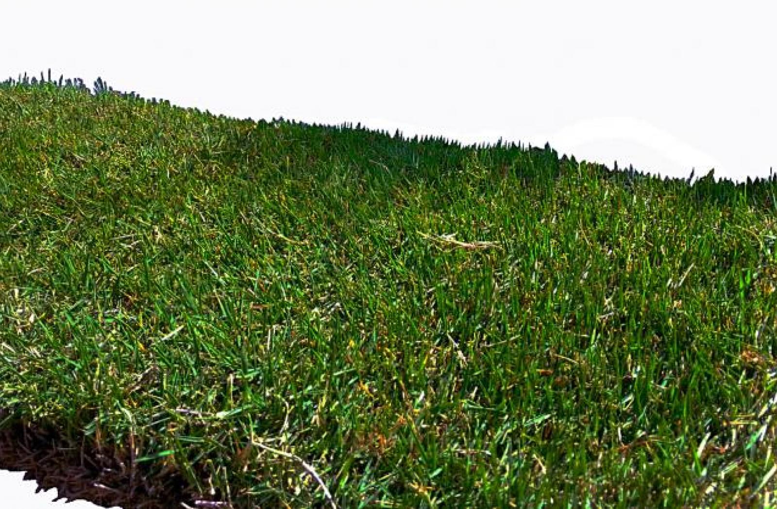 Le Bermuda Grass