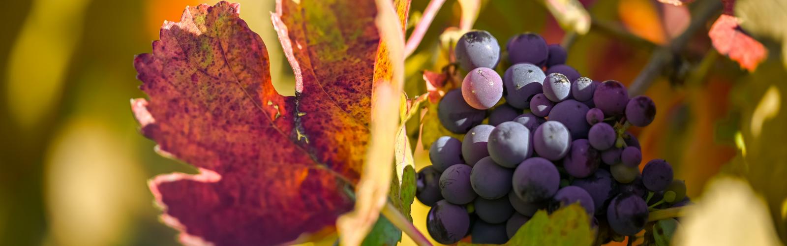 Vitis vinifera : L'Histoire Fascinante de la Vigne et du Vin