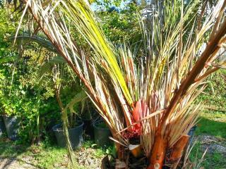 Comment sauver un palmier infecté par le charançon rouge ou le papillon palmivore ?