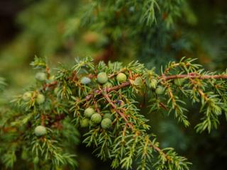 Juniperus oxycedrus : Le Genévrier Cade, une Beauté Méditerranéenne