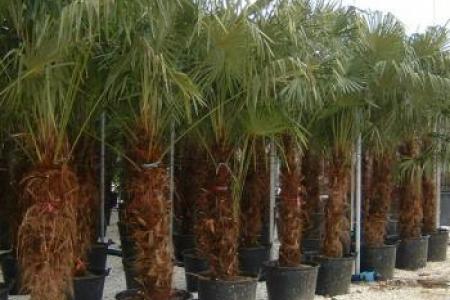 Palmier Trachycarpus Fortunei ou palmier Chanvre à Marseille