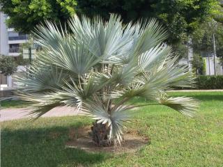 Le palmier Brahea armata ou palmier bleu du Mexique