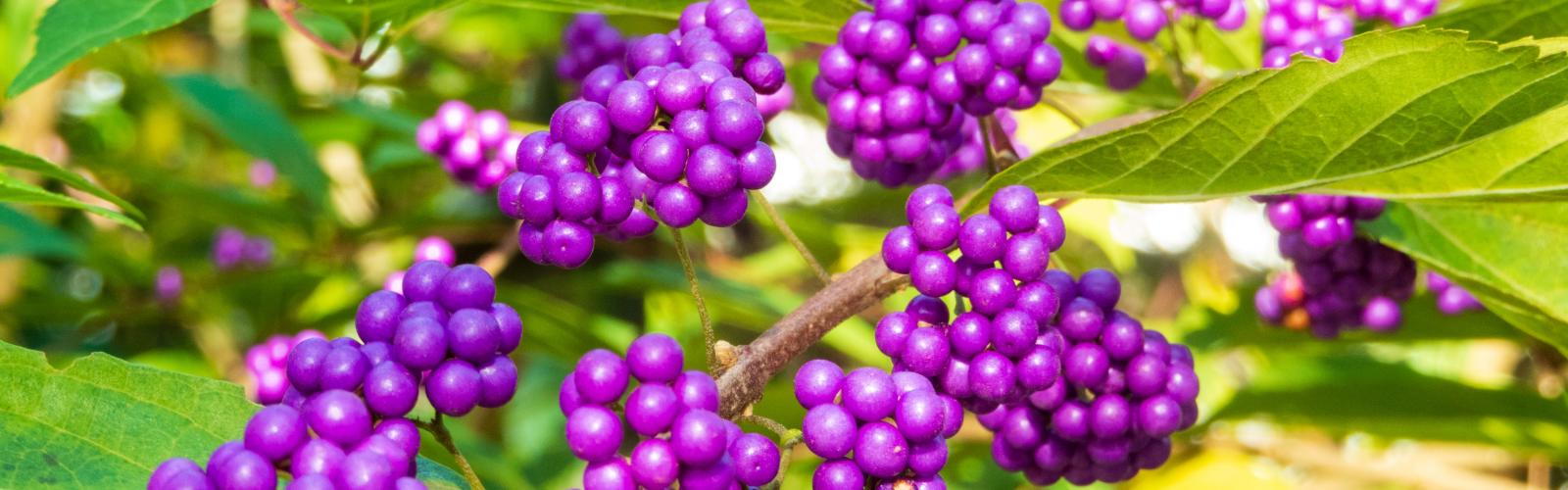 Callicarpa japonica : La Beauté Vivace des Baies Violettes