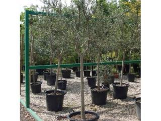 Les oliviers centenaires et millénaires : notre sélection