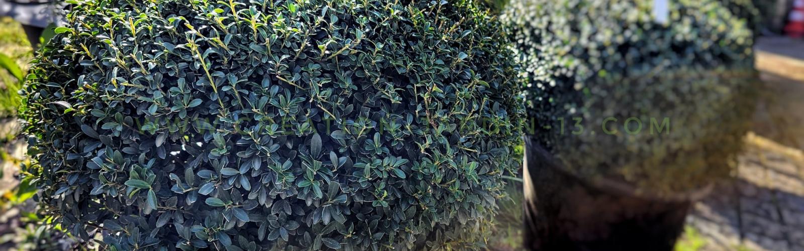 Ilex crenata : Le houx crénelé, une touche élégante et persistante pour votre jardin