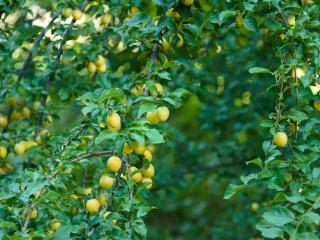 Prunus Domestica : Guide Complet pour la Culture des Pruniers