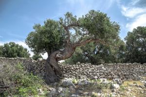 Ventes d'oliviers dans les Bouches du Rhône