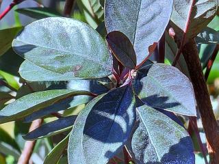 Cotoneaster glaucophyllus : Guide complet pour cultiver le Cotonéaster bleu