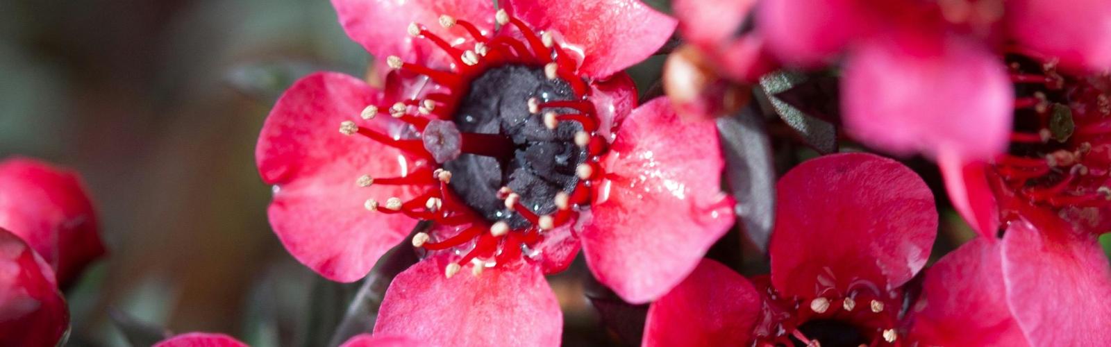 Leptospermum scoparium : Cultivez le Manuka