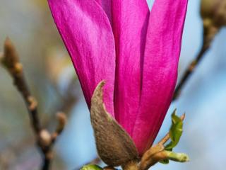 Magnolia x Susan : Un magnolia étoilé pour un jardin flamboyant
