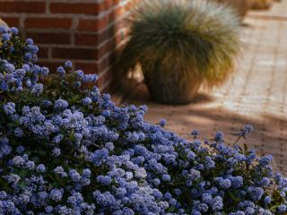 Ceanothus thyrsiflorus : Le lilas de Californie qui transformera votre jardin