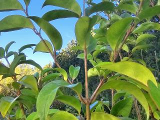 Ligustrum Japonicum : L'Élégance Verte du Jardin