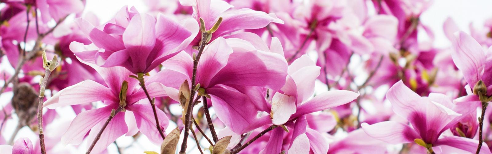 Magnolia x Susan : Un magnolia étoilé pour un jardin flamboyant