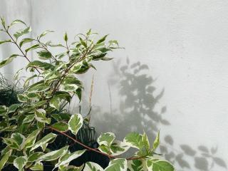 Cornus alba Argentomarginata : Éclat et Élégance dans Votre Jardin