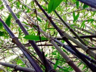 Bambou noir : Phyllostachys nigra