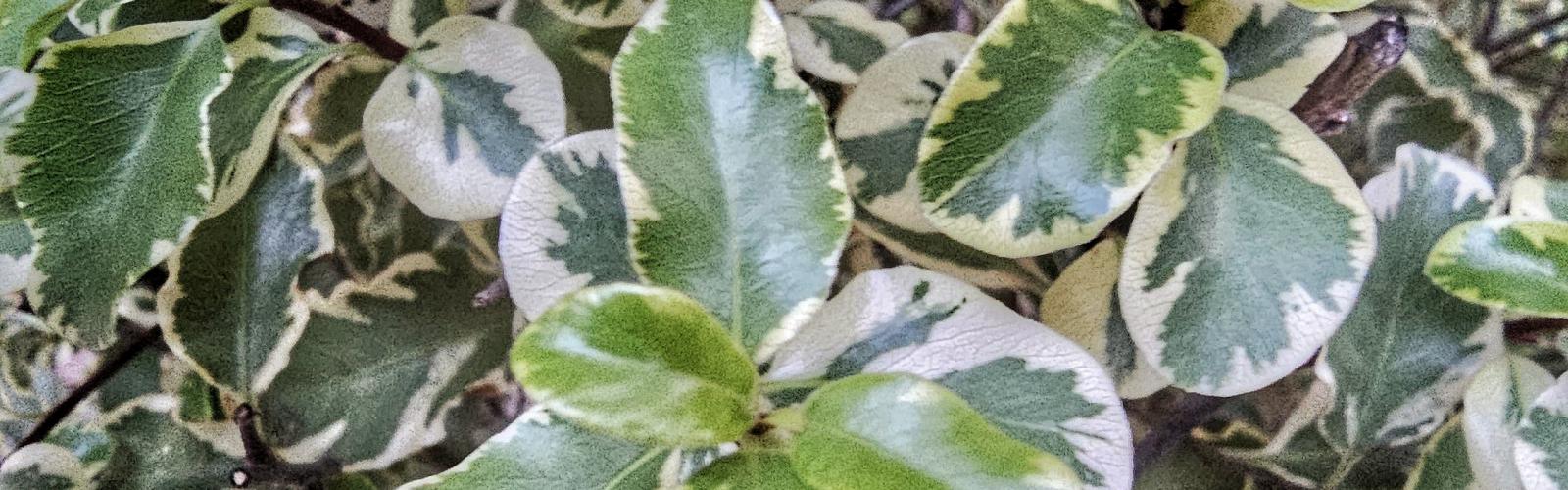 Pittosporum tenuifolium Variegata : Éclat et Élégance