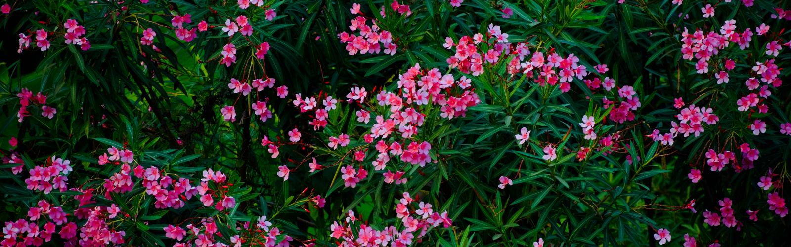 Laurier-rose : Guide complet pour cultiver et admirer sa floraison