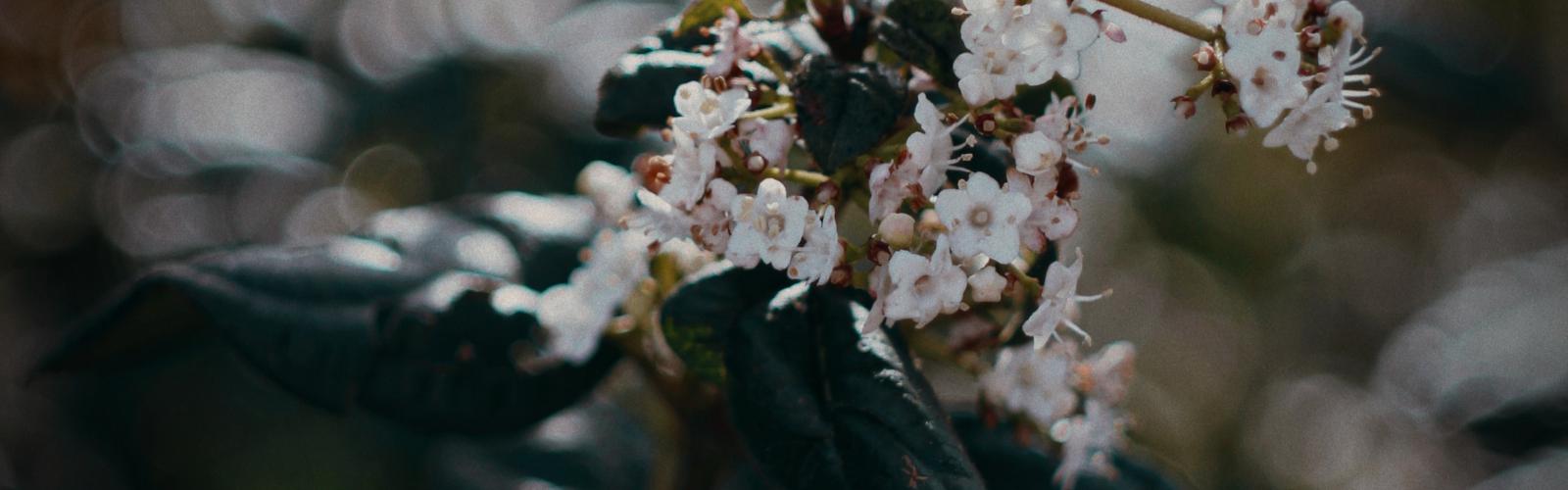 Viburnum tinus : Un Arbuste Polyvalent pour Votre Jardin