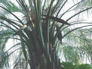 Palmier Butia : le palmier sud américain