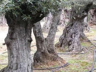 olivier centenaire aix marseille