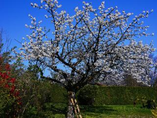 Prunus avium : Le Cerisier Ensoleillé du Verger Provençal