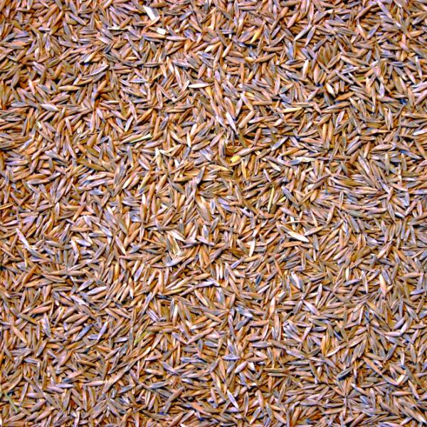 Gazon en graine : des gammes de semences variées