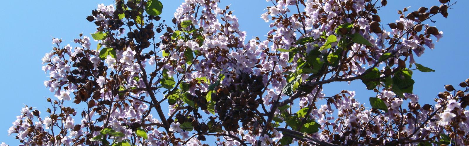 Paulownia tomentosa : Guide complet pour cultiver l'arbre impérial majestueux