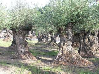 transplanter olivier nouveau jardin
