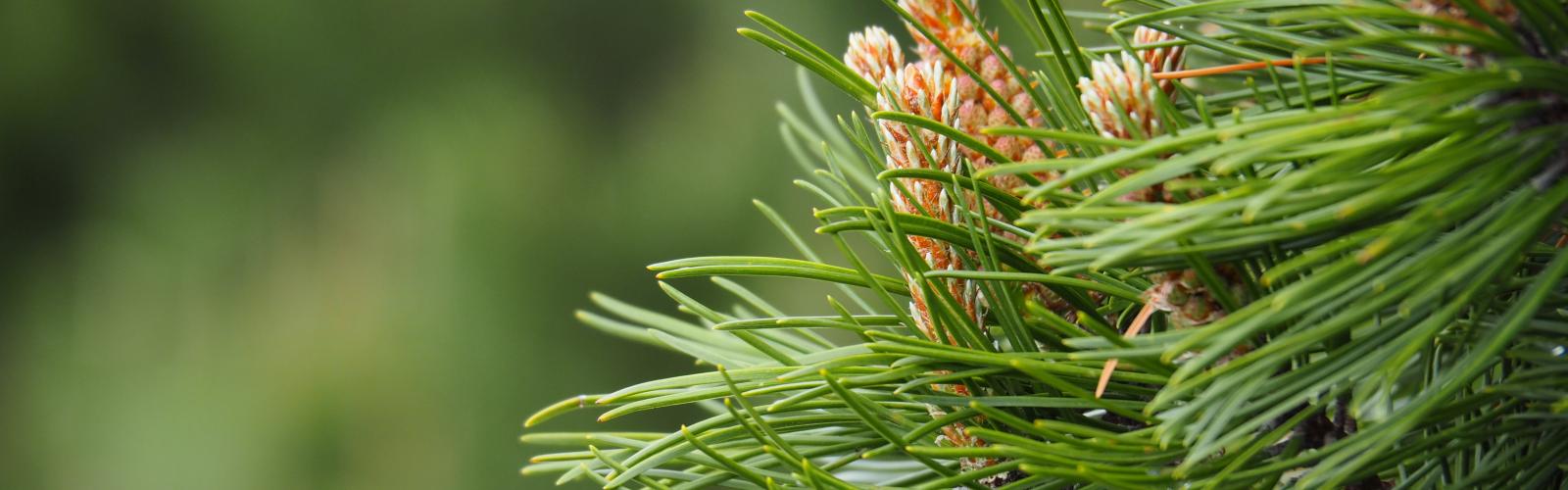 Pinus Pinea : L'Élégance Méditerranéenne