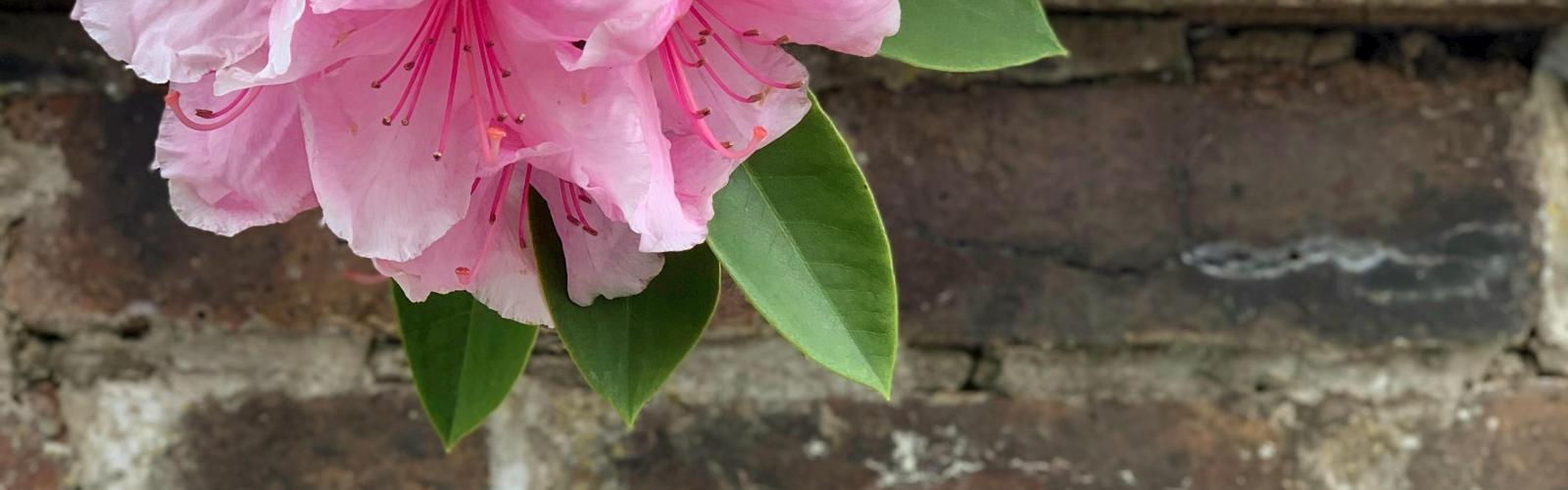 Rhododendron : Guide complet pour cultiver et sublimer ces fleurs royales